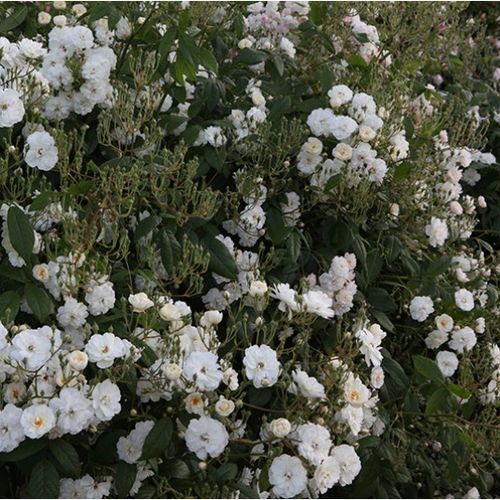 Rosen Shop - floribundarosen - weiß - Rosa Ausram - diskret duftend - David Austin - Ihre Büsche werden von ihren winzigen, weißen, gefüllten Blüten vollständig bedeckt.